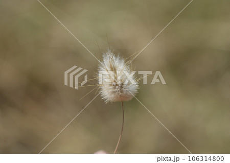 Hares-tail grass 106314800