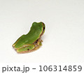 Tree frog that comes out of the water and makes a sound when it rains 106314859