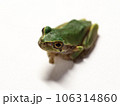 Tree frog that comes out of the water and makes a sound when it rains 106314860