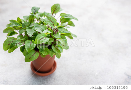 A pot with fresh sorrel microgreens A pot with fresh sorrel microgreens 106315196