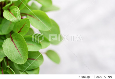 Fresh sorrel microgreens Fresh sorrel microgreens 106315199