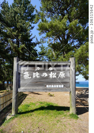 気比の松原は日本三大松原の一つ(福井県敦賀市) 気比の松原は日本三大松原の一つ(福井県敦賀市) 106315642