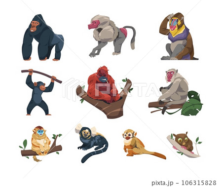 Monkeys collection. Cartoon ape characters in different poses, species and breeds of monkeyshines, cute tropical primates zoo or wildlife concept. Vector set. 106315828