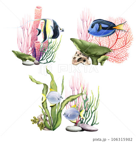 A set of coral reef underwater compositions with corals and fishes. Watercolor illustrations isolated on white for clip art, label, packages 106315982