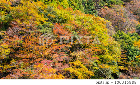 紅葉(黒部峡谷にて) 紅葉(黒部峡谷にて) 106315988
