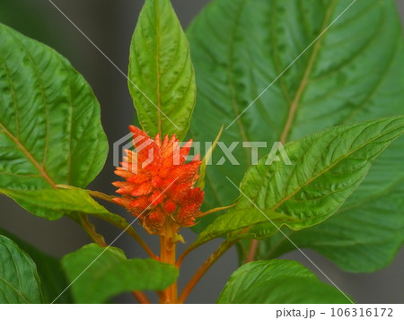 赤い鶏頭の花 赤い鶏頭の花 106316172