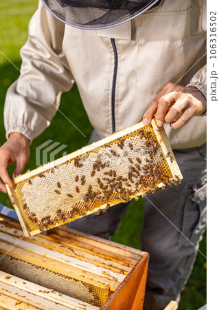 Beekeeper holding a honeycomb Beekeeper holding a honeycomb 106316502
