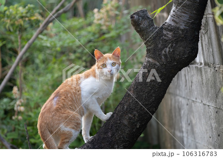 木に登る猫　茶トラ白 106316783