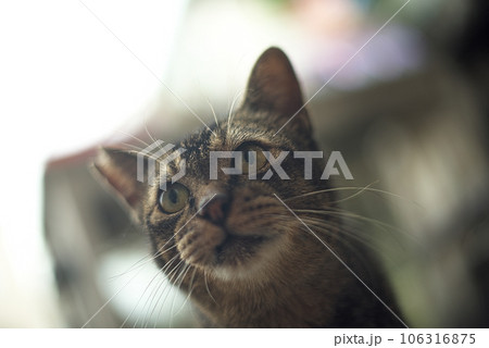 ヒューマ ヒューマ 106316875