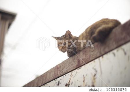 茶子ちゃん 茶子ちゃん 106316876