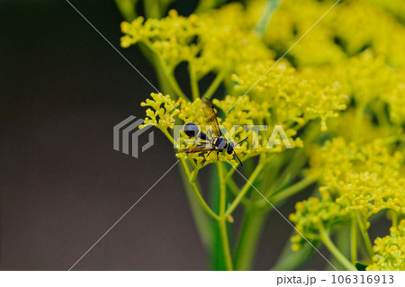 狩り蜂ミカドトックリバチの吸蜜 狩り蜂ミカドトックリバチの吸蜜 106316913