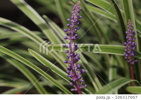 夏の庭に咲くヤブランの紫色の花 106317007