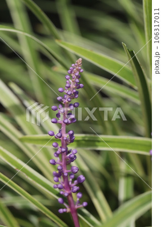 夏の庭に咲くヤブランの紫色の花 夏の庭に咲くヤブランの紫色の花 106317011