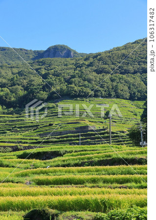 中山千枚田　香川県小豆島 106317482