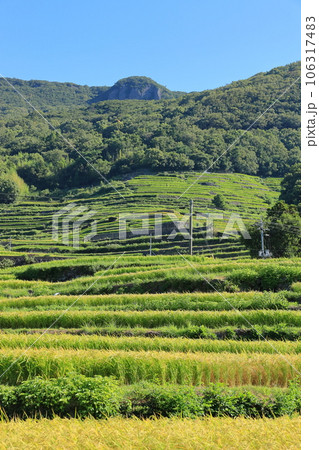 中山千枚田　香川県小豆島 106317483