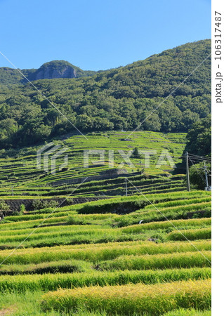 中山千枚田 香川県小豆島 中山千枚田 香川県小豆島 106317487