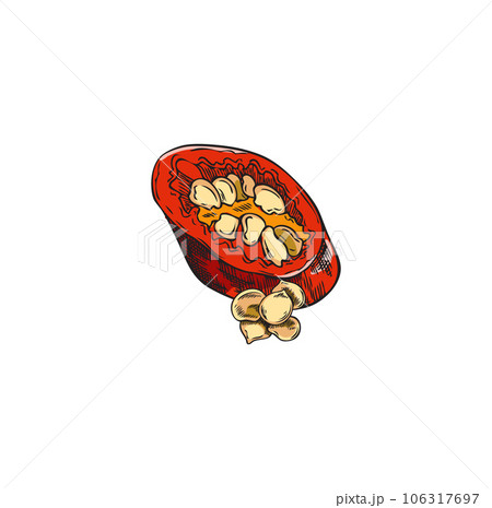 Slice red chili pepper with seeds, cut paprika pod, piece flavoring spicy vegetable vector hand drawn illustration 106317697