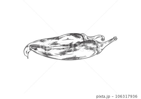 Monochrome chili peppers in hand drawn sketch style, vector illustration isolated on white background. 106317936