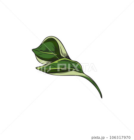 Hand drawn green leaf of chili pepper, sketch vector illustration isolated on white background. 106317970