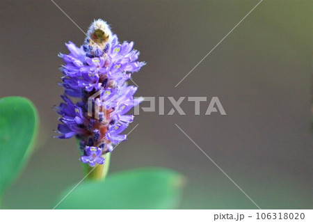 森の湿地帯に咲くナガバミズアオイの綺麗な青紫色の花 106318020