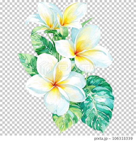 Watercolor Illustration of White Frangipani Watercolor Illustration of White Frangipani 106318339