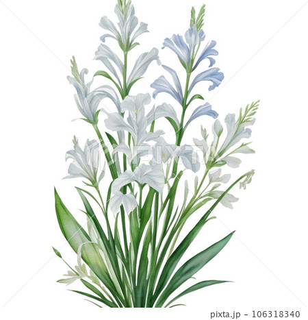 Watercolor Illustration of White Gladiorous Flower 106318340