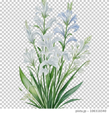 Watercolor Illustration of White Gladiorous Flower 106318340