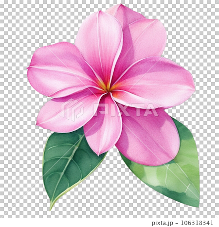 Watercolor Illustration of Pink Frangipani 106318341