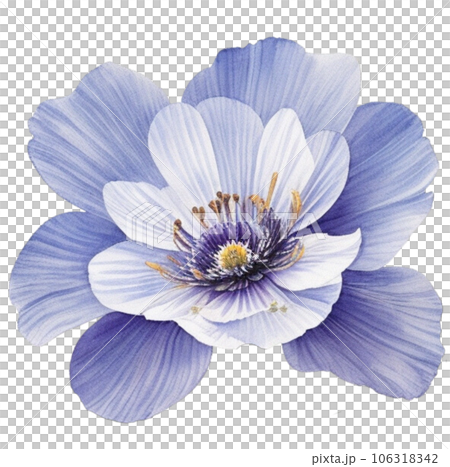 Watercolor Illustration of Chinese Anemone Flower Watercolor Illustration of Chinese Anemone Flower 106318342