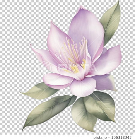 Watercolor Illustration of Lily Magnolia Watercolor Illustration of Lily Magnolia 106318343