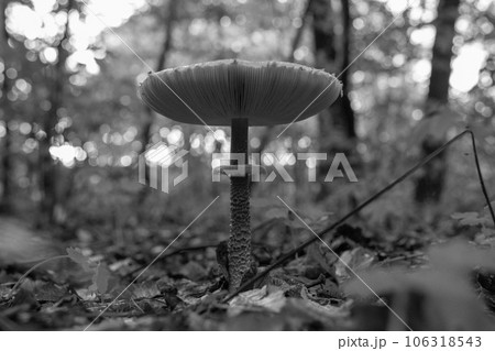 Photography to theme beautiful mushroom amanita Muscaria in forest 106318543