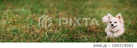 Funny Young White Chihuahua Dog Sitting On Green Grass. Panorama, Panoramic View Shot Scene Copy Space Funny Young White Chihuahua Dog Sitting On Green Grass. Panorama, Panoramic View Shot Scene Copy Space 106319061