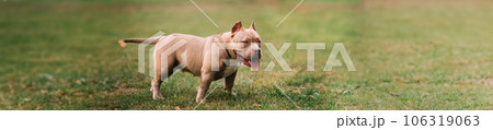 Panorama, Panoramic View Shot Scene Copy Space American Bulldog Dog Outdoors On Green Grass 106319063
