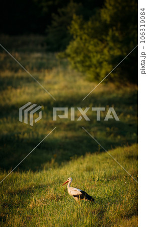 European White Stork Standing In Green Summer Grass. Wild Field Bird In Sunset Time. Vertical Shot, vertical view 106319084