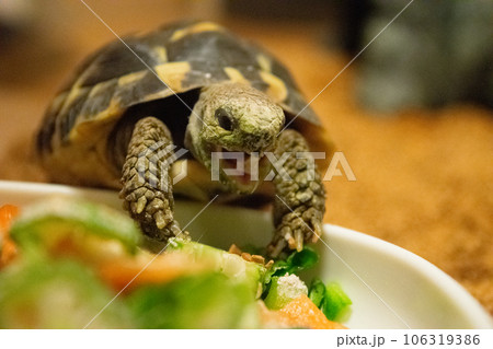 【爬虫類】ご飯を食べるカメ 【爬虫類】ご飯を食べるカメ 106319386