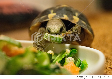 爬虫類】ご飯を食べるカメの写真素材 [106319393] - PIXTA