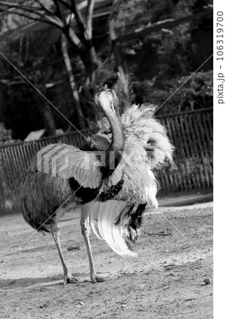 One great white bird ostrich of feathers stand on long thin legs One great white bird ostrich of feathers stand on long thin legs 106319700