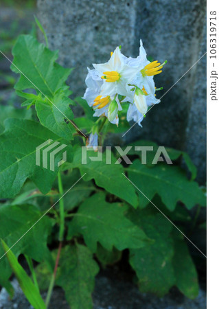 ワルナスビ ワルナスビ 106319718