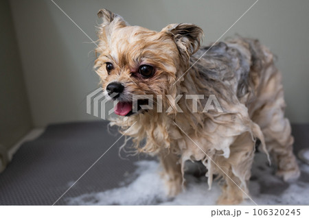 Cute dog pomeranian soaped with shampoo in the grooming salon. Cute dog pomeranian soaped with shampoo in the grooming salon. 106320245