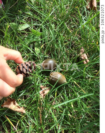 どんぐり拾い 106321073