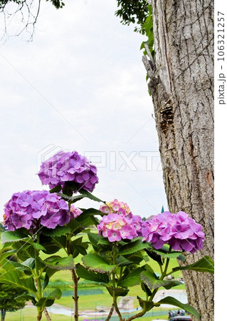 木の幹と紫のアジサイと曇り空（縦構図） 106321257