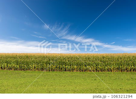 Corn Field and Green Meadow against a Clear Blue Sky with Clouds Corn Field and Green Meadow against a Clear Blue Sky with Clouds 106321294