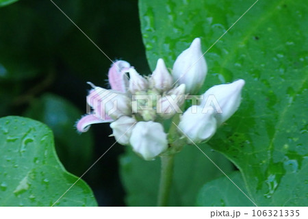 アスクレピアス・スペシオサ 106321335