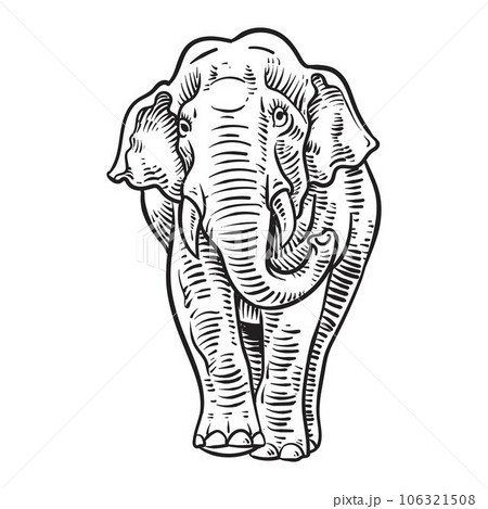 asian elephant drawing 106321508