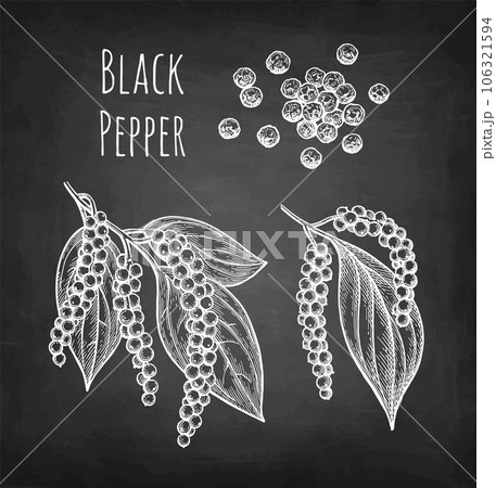 Black pepper chalk sketch. Black pepper chalk sketch. 106321594