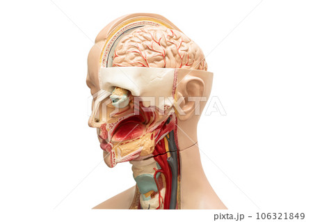 Human brain model of head anatomy for medical training course, teaching medicine education. Human brain model of head anatomy for medical training course, teaching medicine education. 106321849
