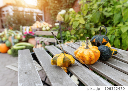 Pile of many fresh ripe orange bright pumpkins decor on wooden table at pumpkin farm backyard. Halloween thanksgiving celebration symbol plant. Country rustic squash autumn background Pile of many fresh ripe orange bright pumpkins decor on wooden table at pumpkin farm backyard. Halloween thanksgiving celebration symbol plant. Country rustic squash autumn background 106322470