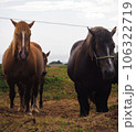 放牧されている馬 106322719