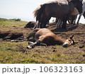 寝ている仔馬 106323163