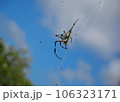 蜘蛛の巣にいる蜘蛛 106323171